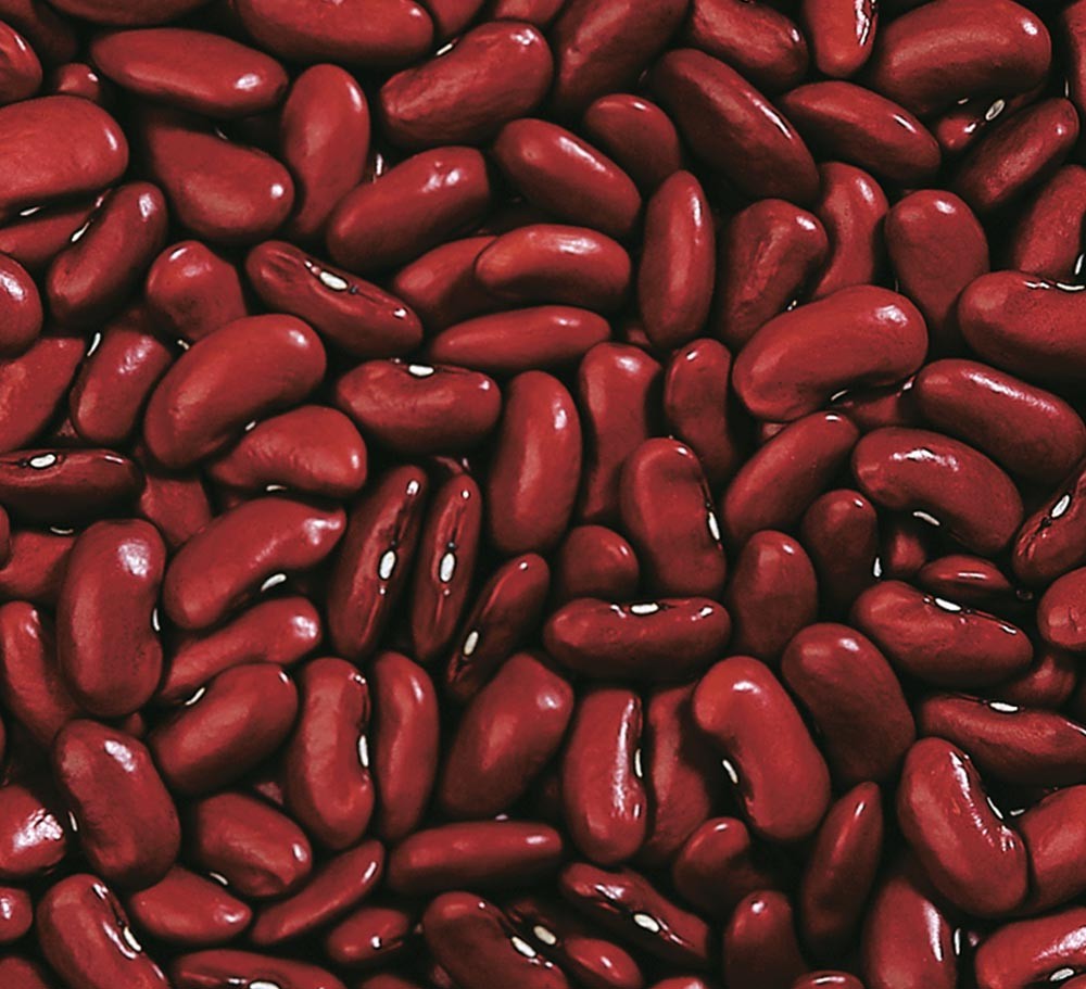 英国红芸豆
